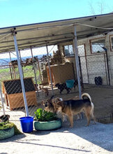 TOBY, Hund, Mischlingshund in Bulgarien - Bild 15
