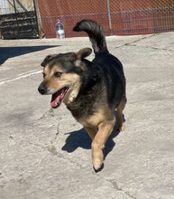 TOBY, Hund, Mischlingshund in Bulgarien - Bild 2