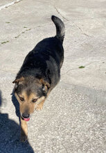 TOBY, Hund, Mischlingshund in Bulgarien - Bild 3