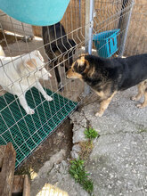 TOBY, Hund, Mischlingshund in Bulgarien - Bild 4