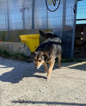 TOBY, Hund, Mischlingshund in Bulgarien - Bild 5