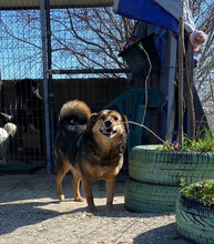TOBY, Hund, Mischlingshund in Bulgarien - Bild 6
