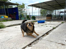 TOBY, Hund, Mischlingshund in Bulgarien - Bild 7