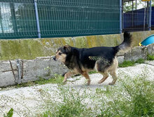 TOBY, Hund, Mischlingshund in Bulgarien - Bild 8