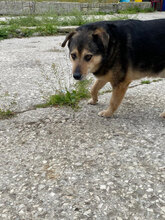TOBY, Hund, Mischlingshund in Bulgarien - Bild 9