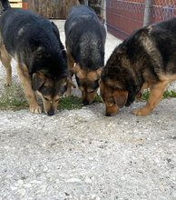 TONY, Hund, Mischlingshund in Bulgarien - Bild 10