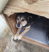 TONY, Hund, Mischlingshund in Bulgarien - Bild 12