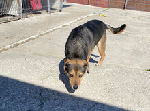TONY, Hund, Mischlingshund in Bulgarien - Bild 14