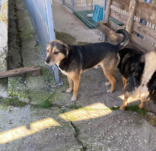 TONY, Hund, Mischlingshund in Bulgarien - Bild 15
