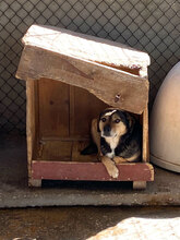 TONY, Hund, Mischlingshund in Bulgarien - Bild 5