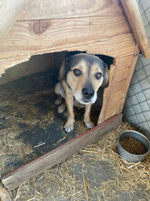TONY, Hund, Mischlingshund in Bulgarien - Bild 7