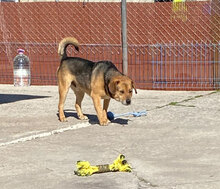 TIMMY, Hund, Mischlingshund in Bulgarien - Bild 3
