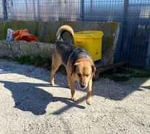TIMMY, Hund, Mischlingshund in Bulgarien - Bild 6