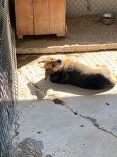 TIMMY, Hund, Mischlingshund in Bulgarien - Bild 8