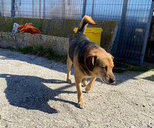 TIMMY, Hund, Mischlingshund in Bulgarien - Bild 9