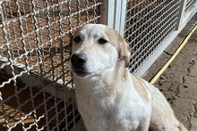 ADAMO, Hund, Maremmano-Irish Setter-Mix in Italien - Bild 34