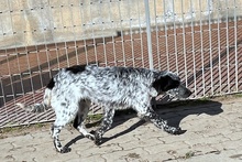 AMOR, Hund, Maremmano-Irish Setter-Mix in Italien - Bild 11