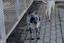 AMOR, Hund, Maremmano-Irish Setter-Mix in Italien - Bild 15
