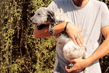 AMOR, Hund, Maremmano-Irish Setter-Mix in Italien - Bild 20