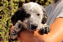 AMOR, Hund, Maremmano-Irish Setter-Mix in Italien - Bild 22