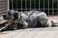 AMOR, Hund, Maremmano-Irish Setter-Mix in Italien - Bild 4