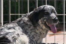 AMOR, Hund, Maremmano-Irish Setter-Mix in Italien - Bild 6