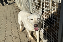 AMELIE, Hund, Maremmano-Irish Setter-Mix in Italien - Bild 2