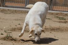 AMELIE, Hund, Maremmano-Irish Setter-Mix in Italien - Bild 9