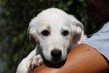 AMELIE, Hund, Maremmano-Mix in Italien - Bild 17