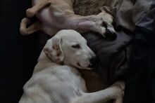 ANTONIOBIANCO, Hund, Maremmano-Irish Setter-Mix in Italien - Bild 10