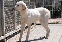 ANTONIOBIANCO, Hund, Maremmano-Irish Setter-Mix in Italien - Bild 13