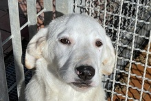 ANTONIOBIANCO, Hund, Maremmano-Irish Setter-Mix in Italien - Bild 20