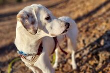 ANTONIOBIANCO, Hund, Maremmano-Irish Setter-Mix in Italien - Bild 5