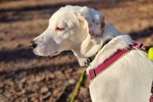 ANTONIOBIANCO, Hund, Maremmano-Irish Setter-Mix in Italien - Bild 6