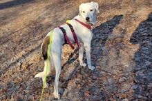 ANTONIOBIANCO, Hund, Maremmano-Irish Setter-Mix in Italien - Bild 7