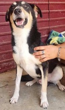 FILKO, Hund, Mischlingshund in Rumänien - Bild 13