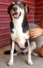 FILKO, Hund, Mischlingshund in Rumänien - Bild 16