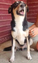 FILKO, Hund, Mischlingshund in Rumänien - Bild 3