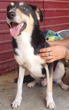 FILKO, Hund, Mischlingshund in Rumänien - Bild 4