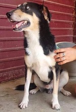 FILKO, Hund, Mischlingshund in Rumänien - Bild 6