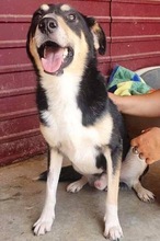 FILKO, Hund, Mischlingshund in Rumänien - Bild 7