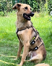 MAJA, Hund, Mischlingshund in Gelsenkirchen - Bild 18