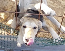 JANA, Hund, Mischlingshund in Kroatien - Bild 4