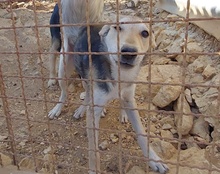 JANA, Hund, Mischlingshund in Kroatien - Bild 5