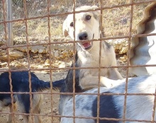 JANA, Hund, Mischlingshund in Kroatien - Bild 6