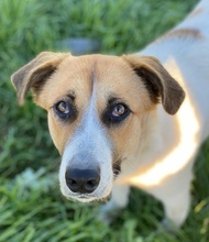 VICTORIALEA, Hund, Mischlingshund in Griechenland - Bild 10