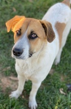 VICTORIALEA, Hund, Mischlingshund in Griechenland - Bild 12