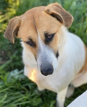 VICTORIALEA, Hund, Mischlingshund in Griechenland - Bild 15