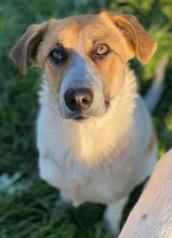 VICTORIALEA, Hund, Mischlingshund in Griechenland - Bild 16