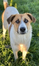 VICTORIALEA, Hund, Mischlingshund in Griechenland - Bild 17